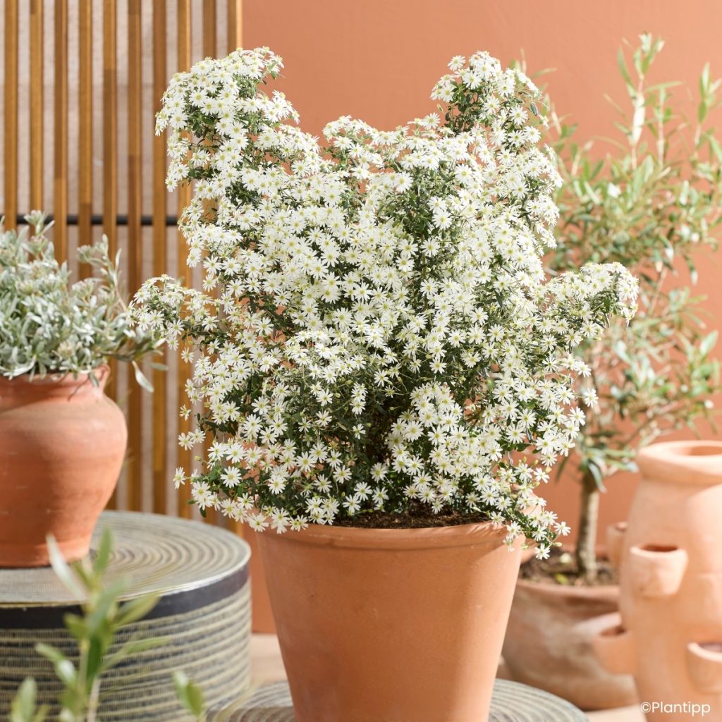 Olearia phlogopappa Spring Bling - Baumaster
