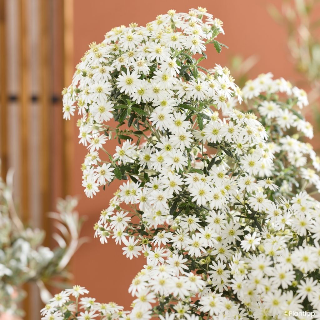 Olearia phlogopappa Spring Bling - Baumaster