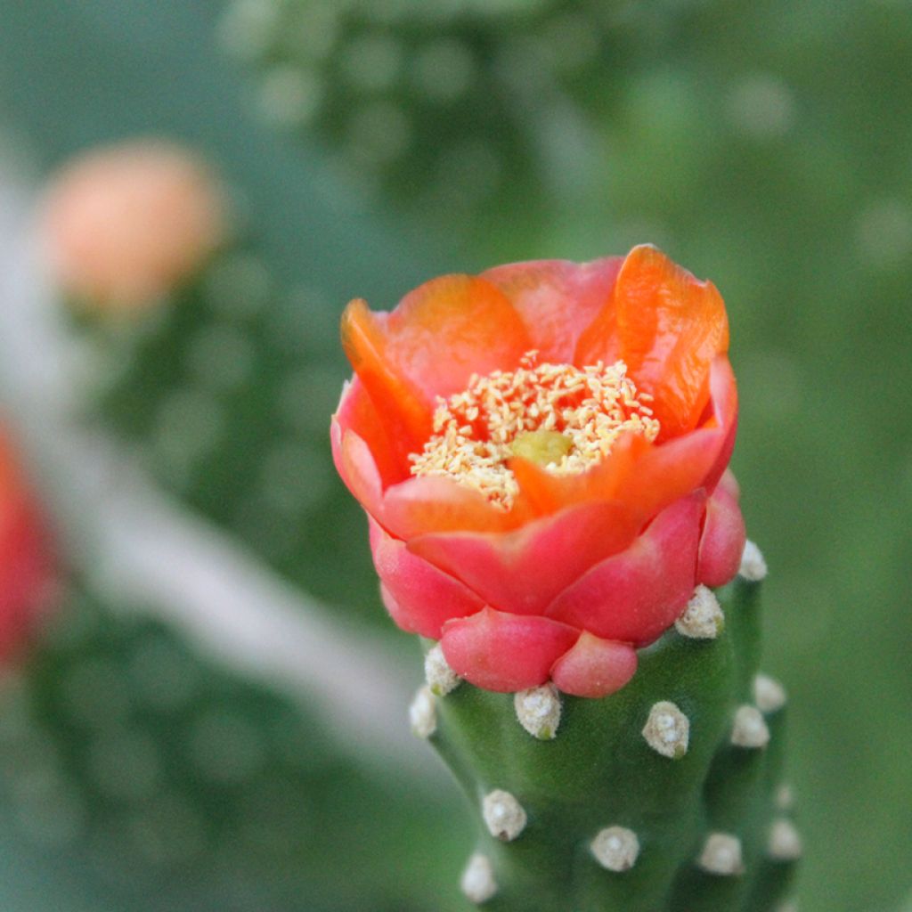 Opuntia aciculata - Feigenkaktus