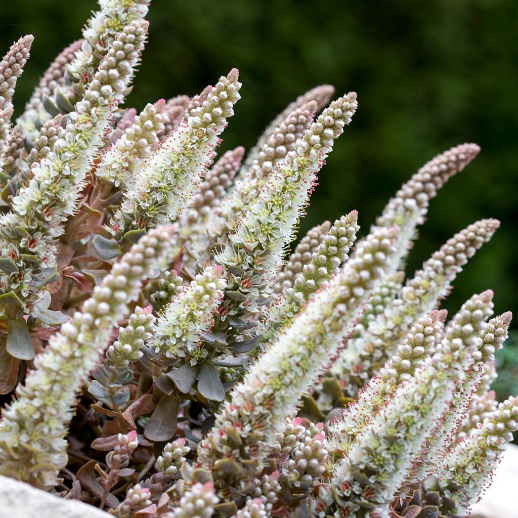 Orostachys iwarenge