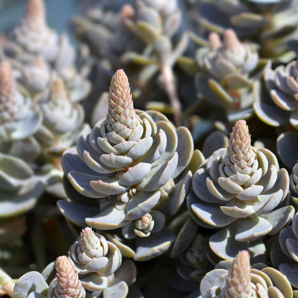 Orostachys iwarenge