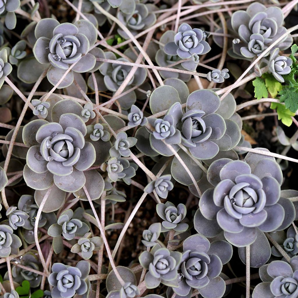 Orostachys iwarenge