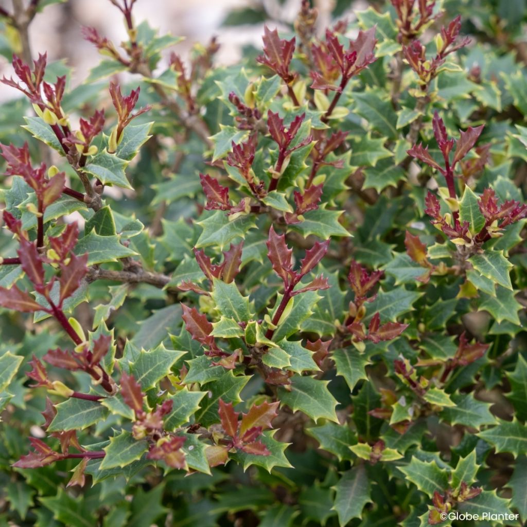 Stachelblättrige Duftblüt Perfume Party - Osmanthus heterophyllus