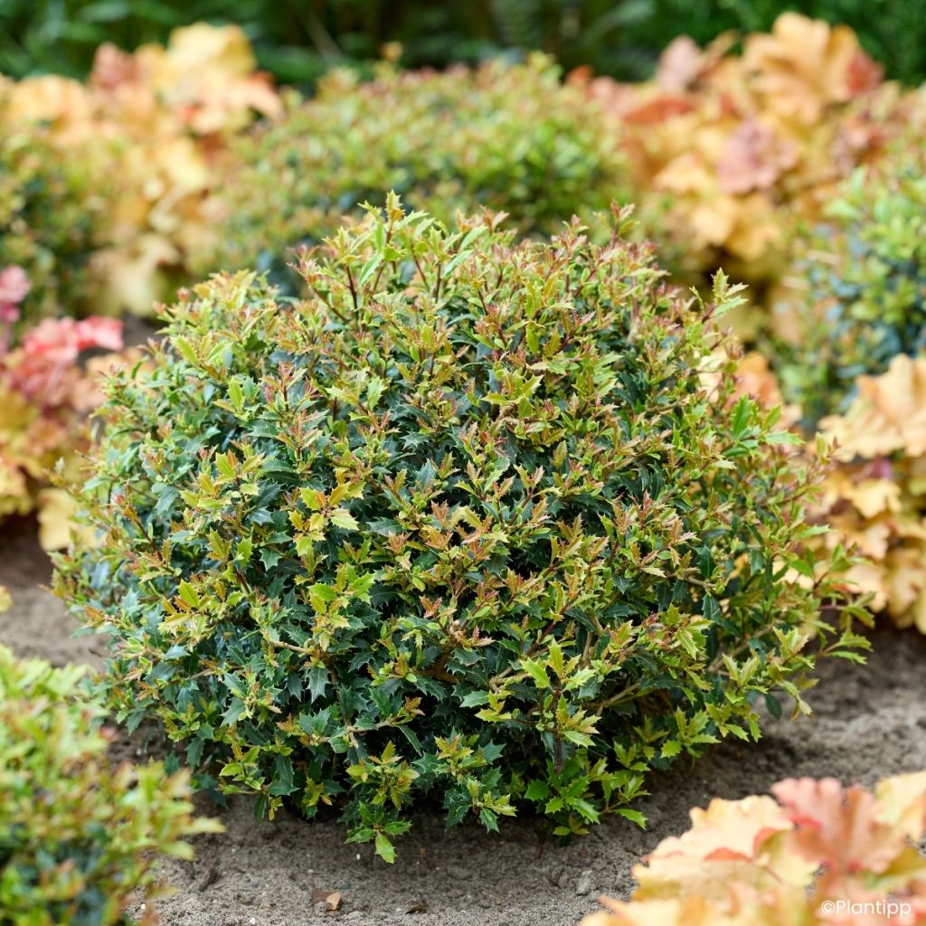 Stachelblättrige Duftblüt Perfume Party - Osmanthus heterophyllus