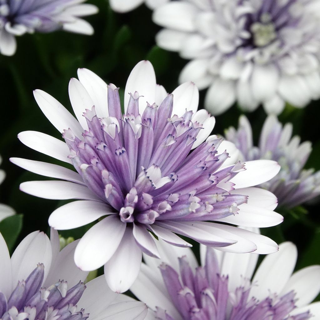 Kapmargerite  3D Steel Blue - Osteospermum