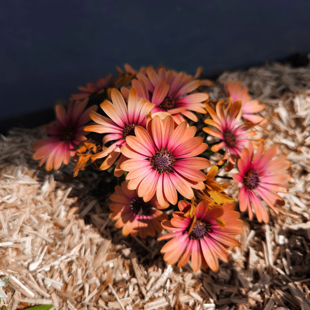 Kapmargerite Cape Daisy Fireburst - Osteospermum