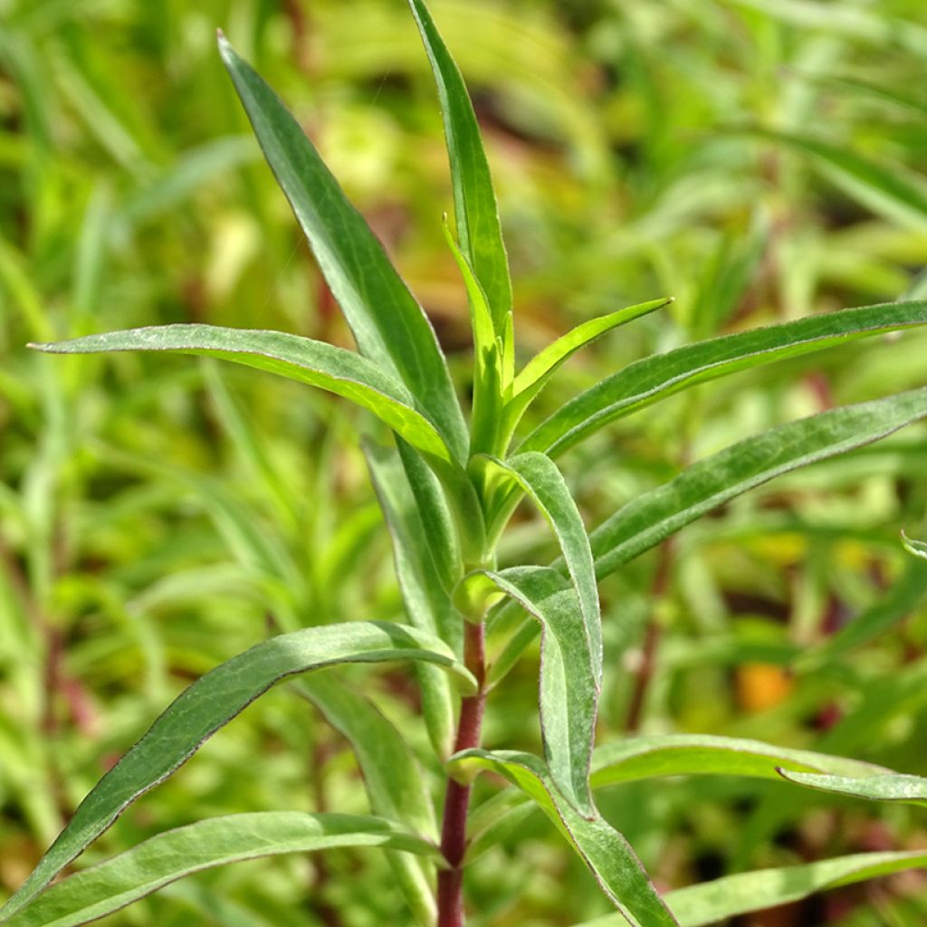 Penstemon Sour Grapes - Bartfaden