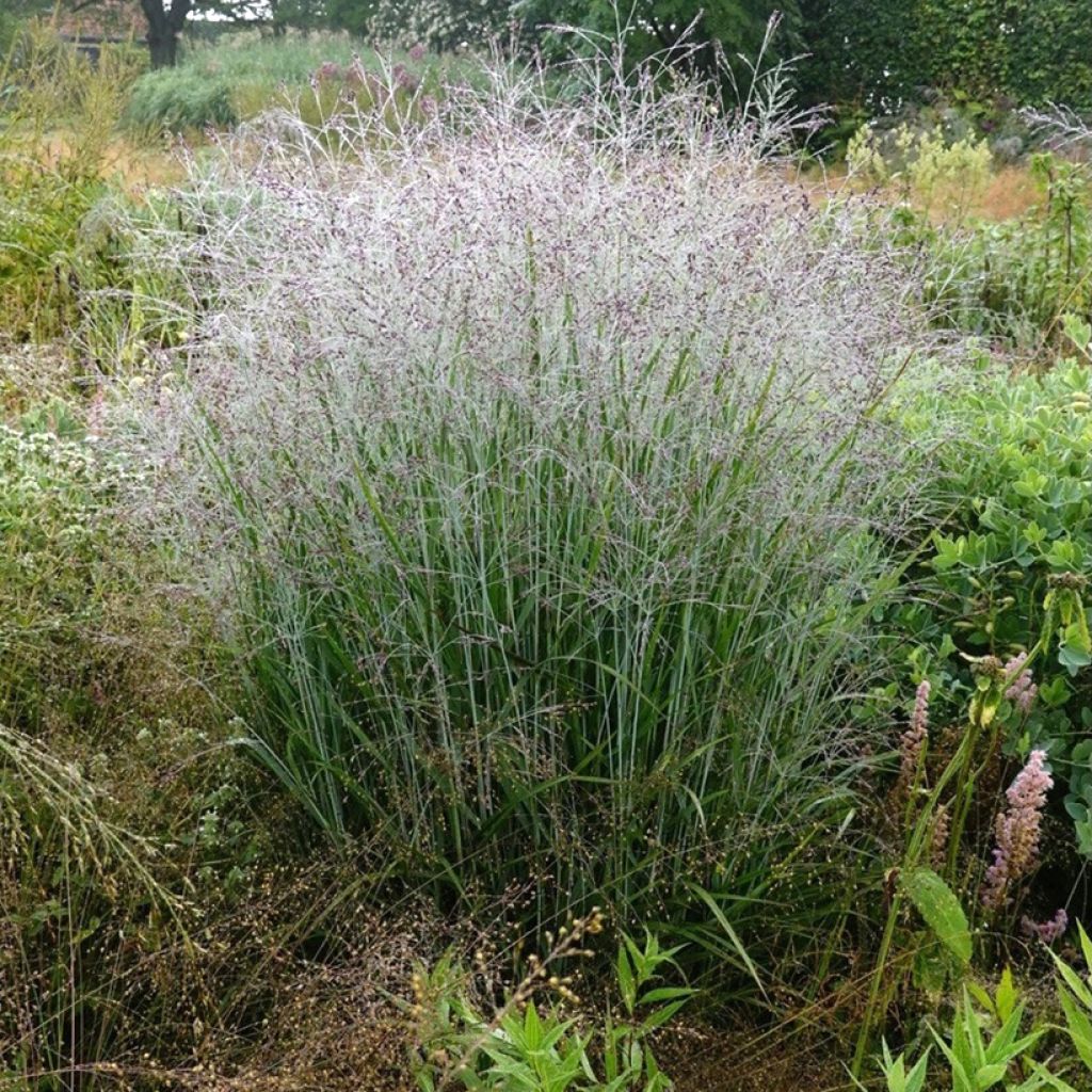 Panicum virgatum Purple Tears - Ruten-Hirse