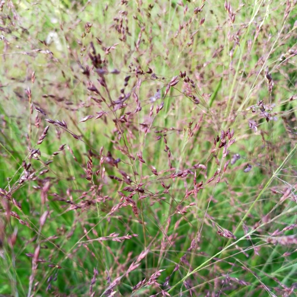 Panicum virgatum Purple Tears - Ruten-Hirse