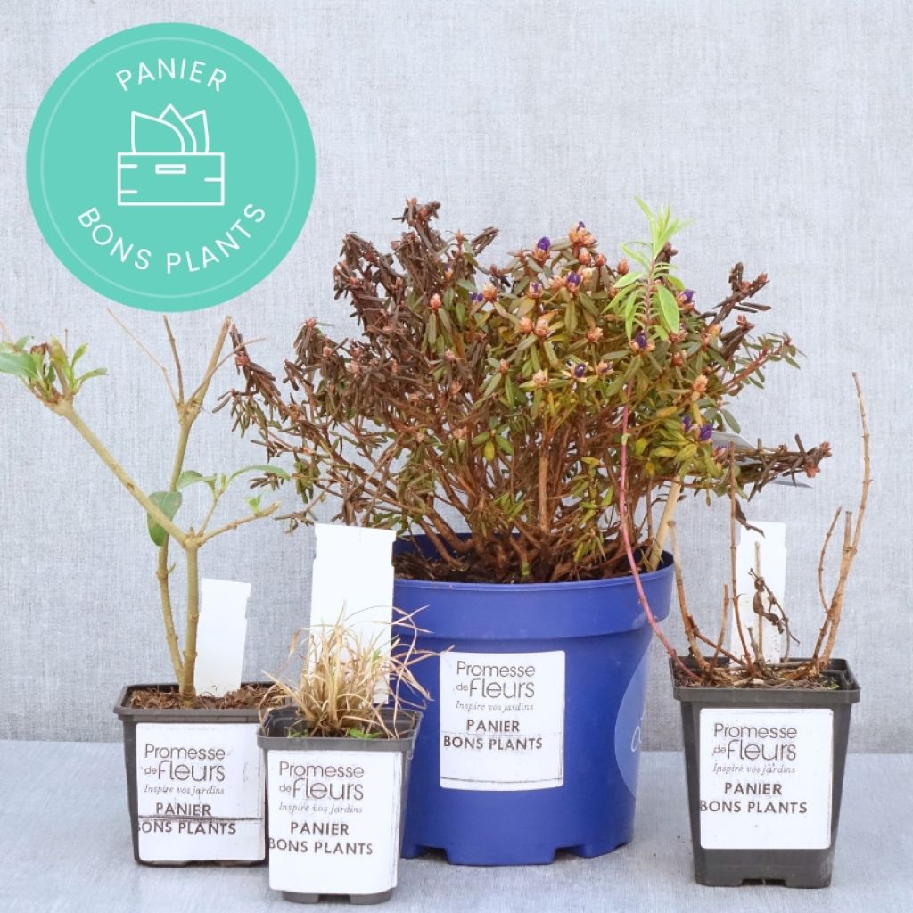 Angebot Bons Plants