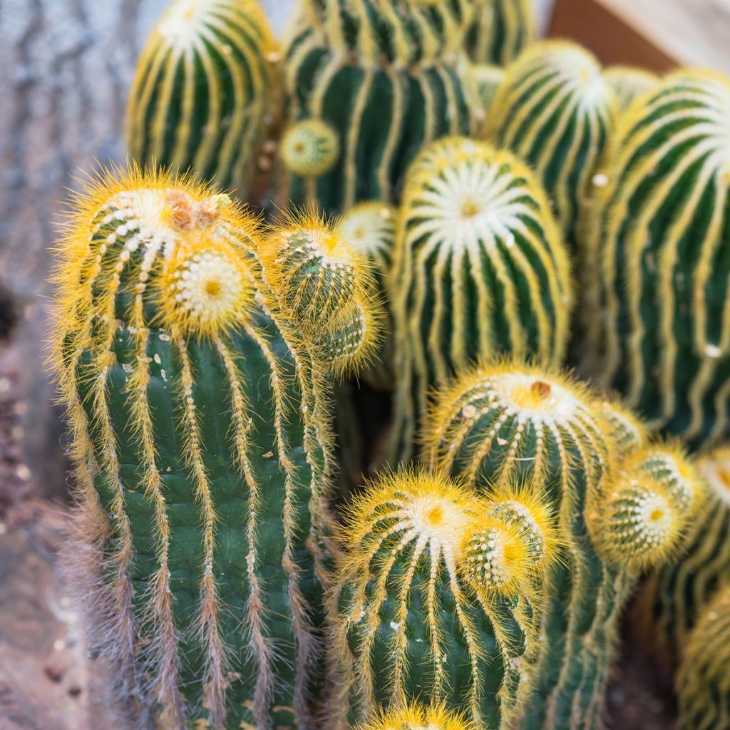 Parodia warasii - Notocactus warasii