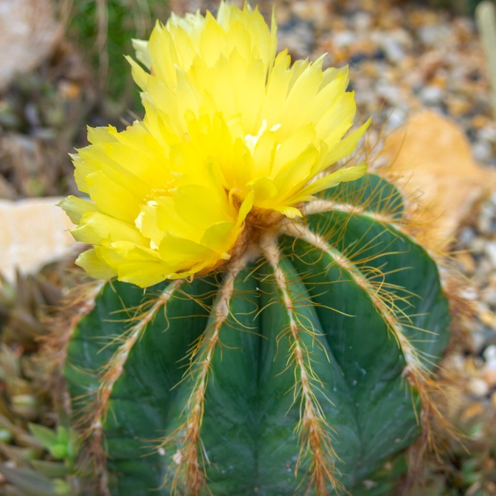 Parodia warasii - Notocactus warasii