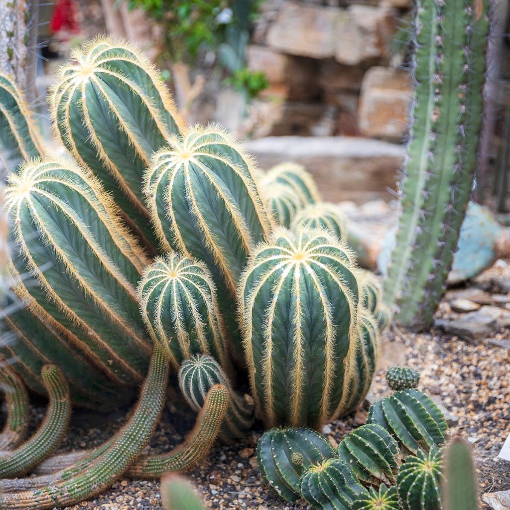 Parodia magnifica - Notokaktus