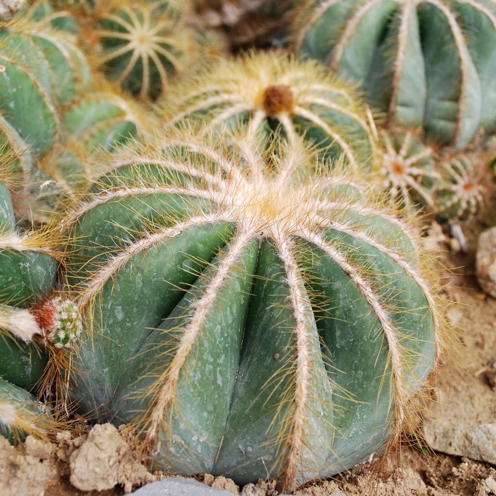 Parodia magnifica - Notokaktus