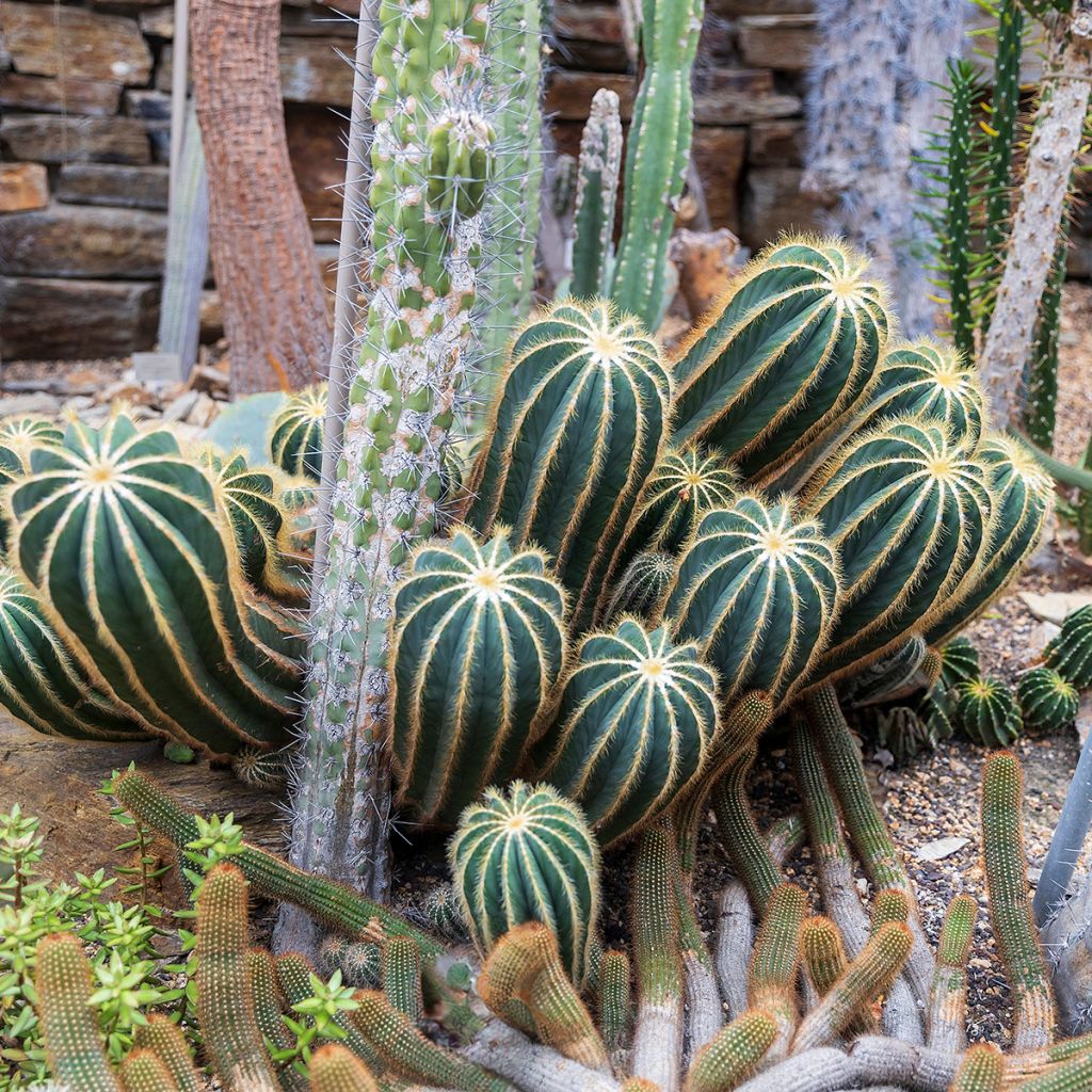Parodia magnifica - Notokaktus