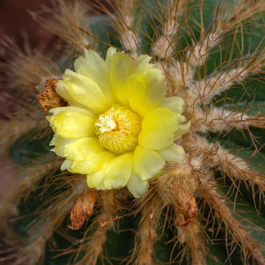 Parodia magnifica - Notokaktus