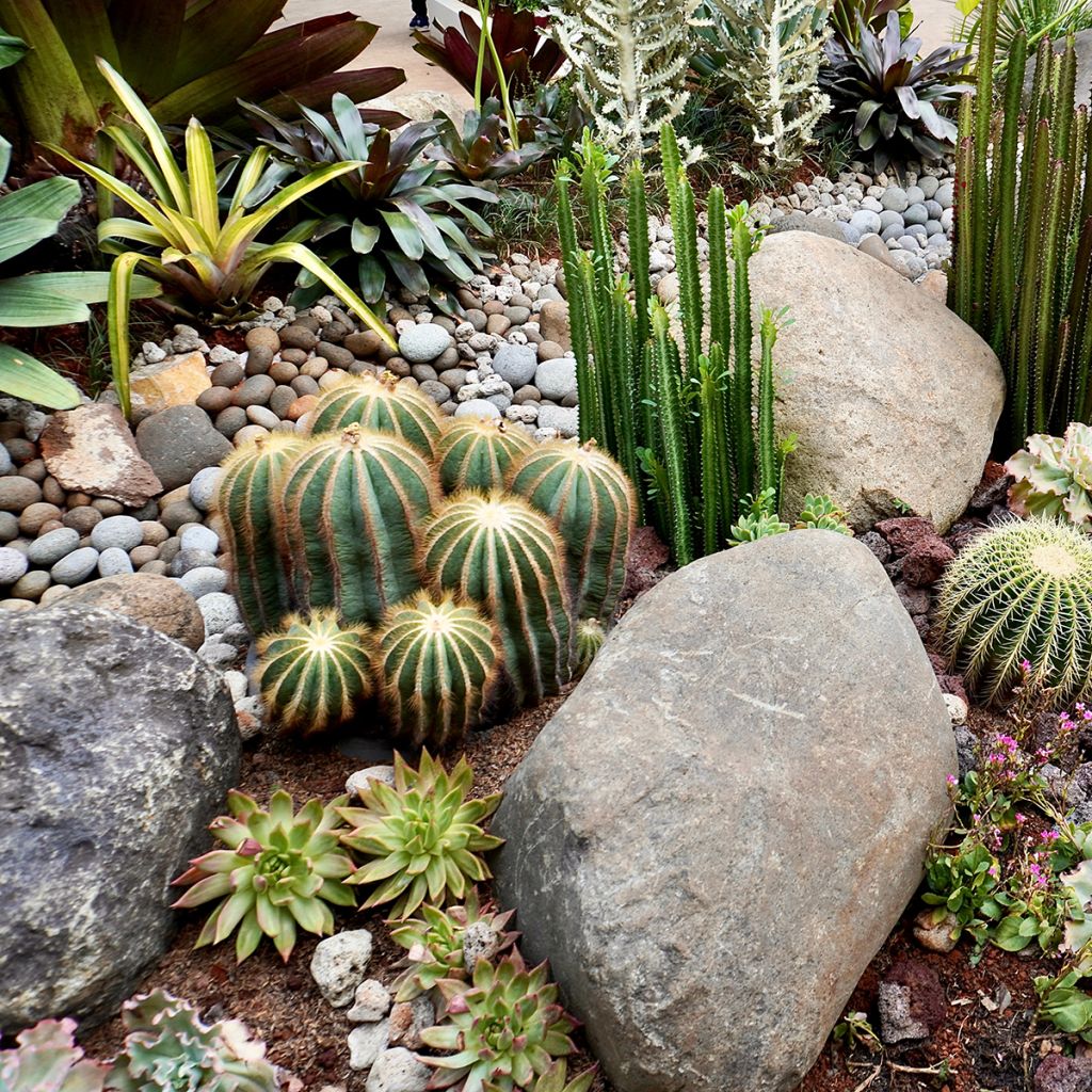 Parodia magnifica - Notokaktus