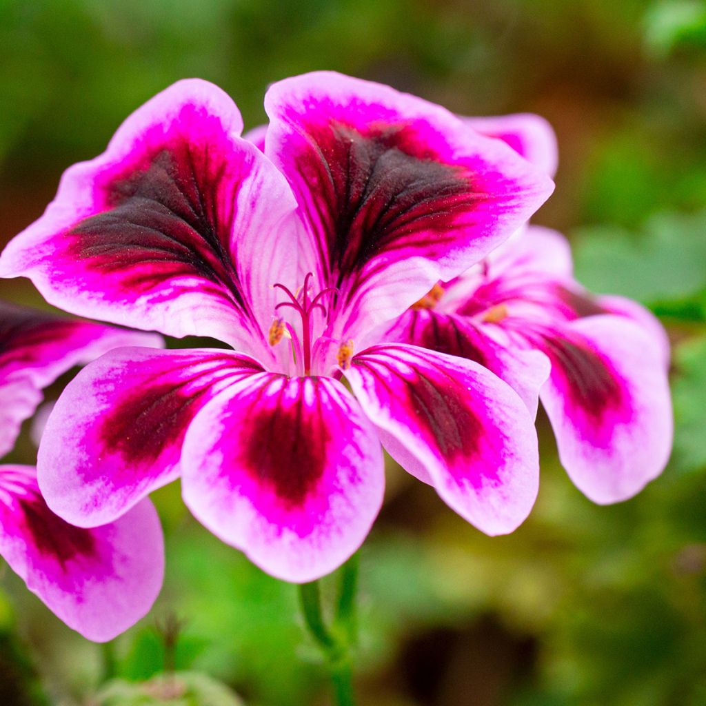Englische Geranie Angel Eyes Blueberry - Pelargonium