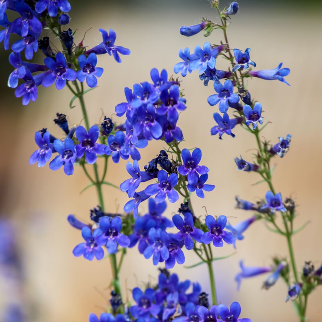 Penstemon mensarum - Bartfaden