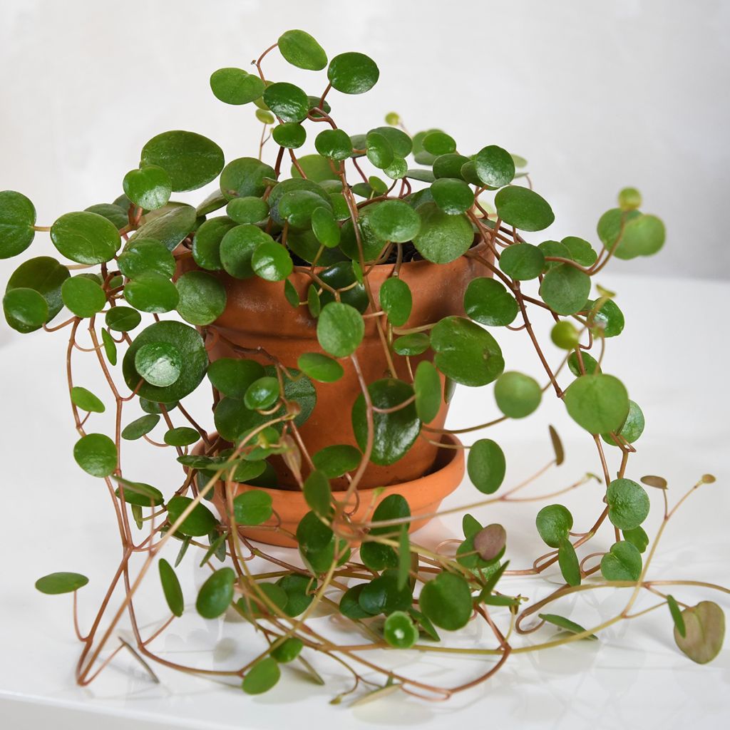 Peperomia Pepperspot