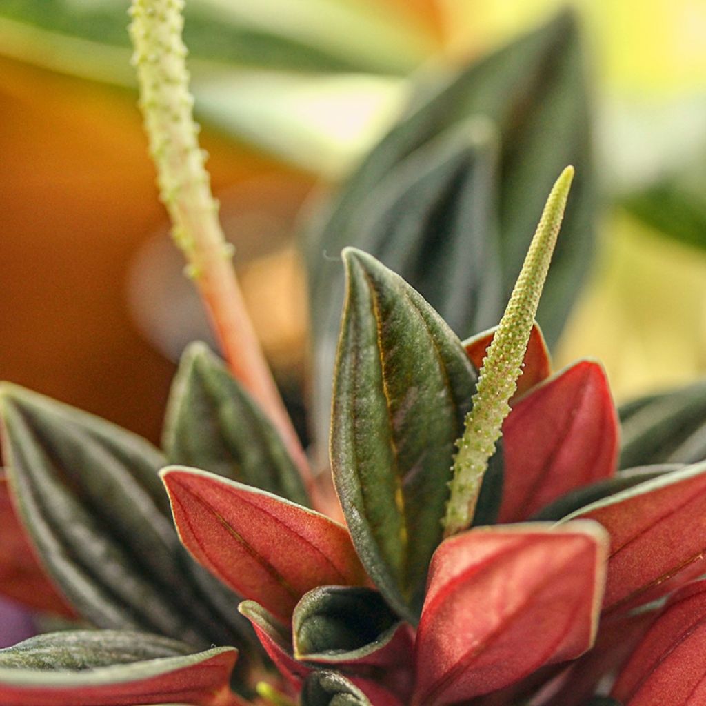 Peperomia caperata Rosso - Zwergpfeffer