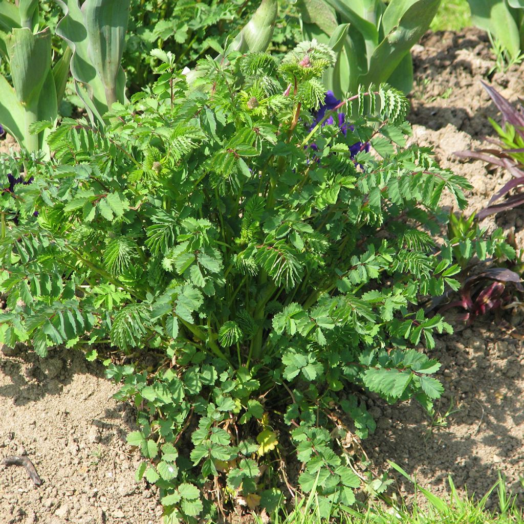Kleiner Wiesenknopf (BIO samen)  - Sanguisorba minor