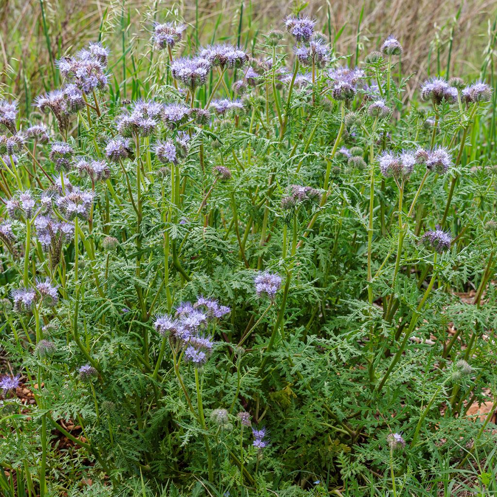 Büschelschön Blau (BIO Samen) - Phacelia tanacetifolia