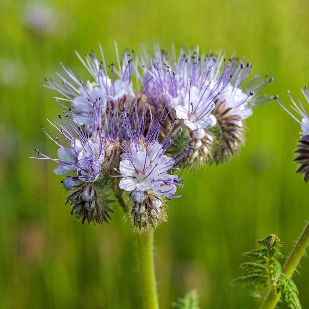 Büschelschön Blau (BIO Samen) - Phacelia tanacetifolia