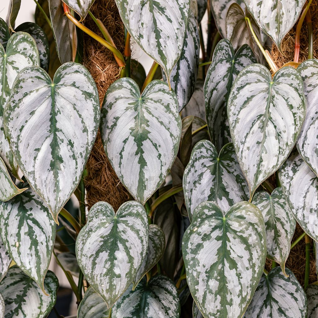 Philodendron brandtianum - Baumfreund