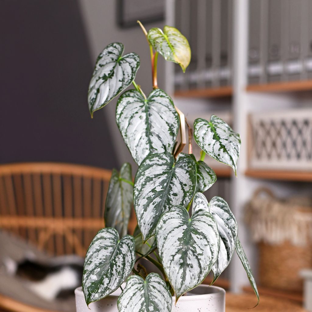 Philodendron brandtianum - Baumfreund