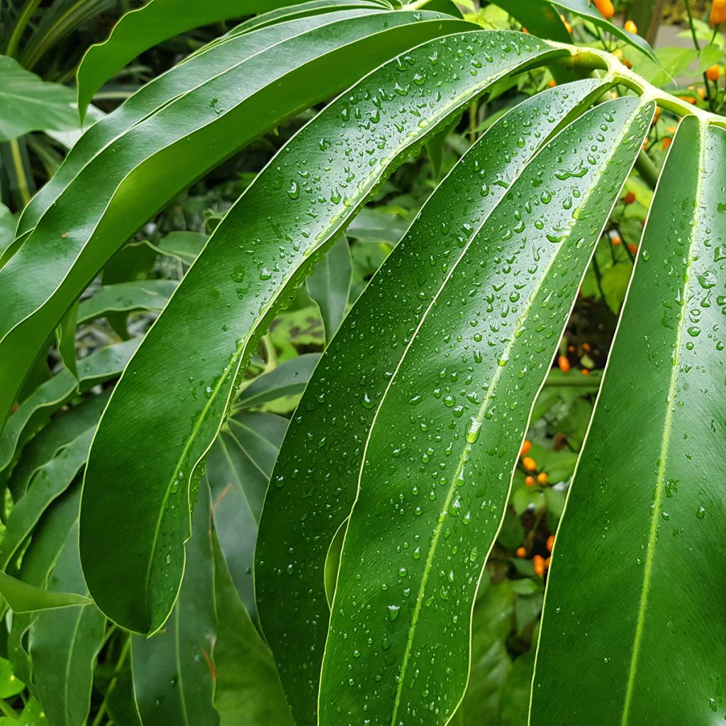 Philodendron goeldii - Baumfreund