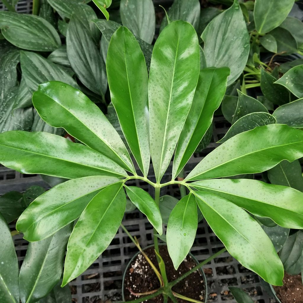 Philodendron goeldii - Baumfreund