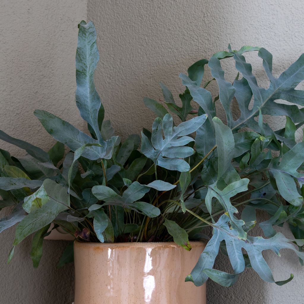 Phlebodium Blue Star - Tüpfelfarn