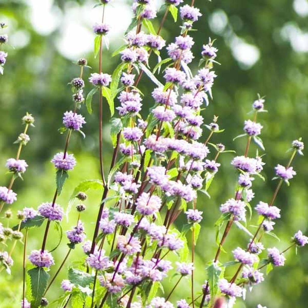 Phlomis tuberosa Amazone - Knollen-Brandkraut