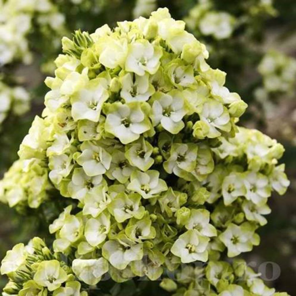 Hohe Flammenblume Orchid Green - Phlox paniculata 