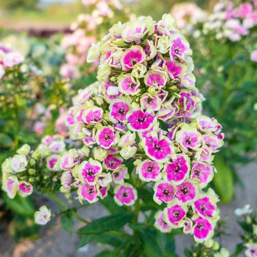 Hohe Flammenblume Orchid Yellow - Phlox paniculata