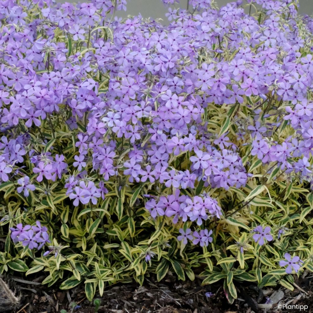 Wald-Phlox Blue Ribbons - Phlox divaricata