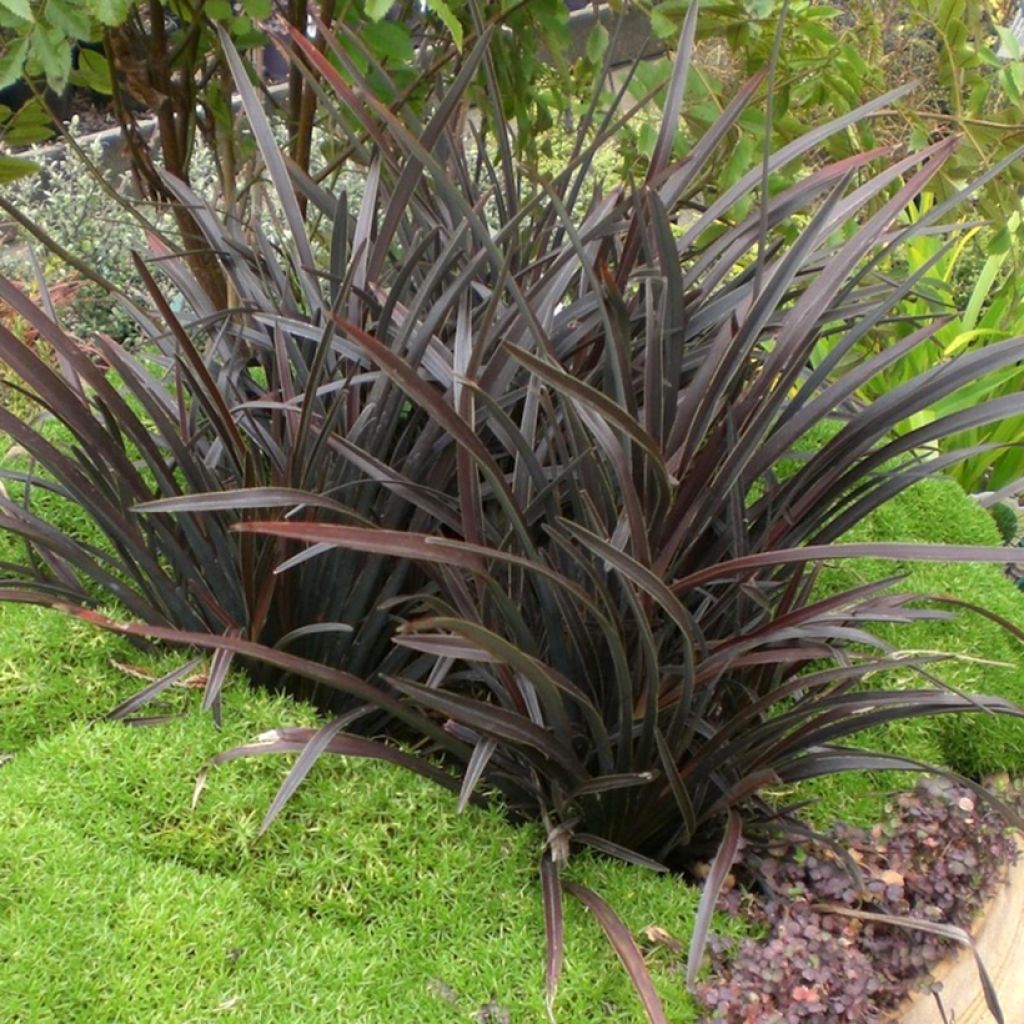 Phormium Mini Magic