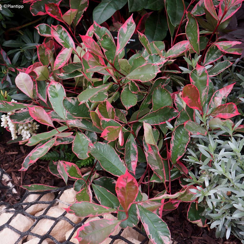 Rote Glanzmispel Louise - Photinia fraseri