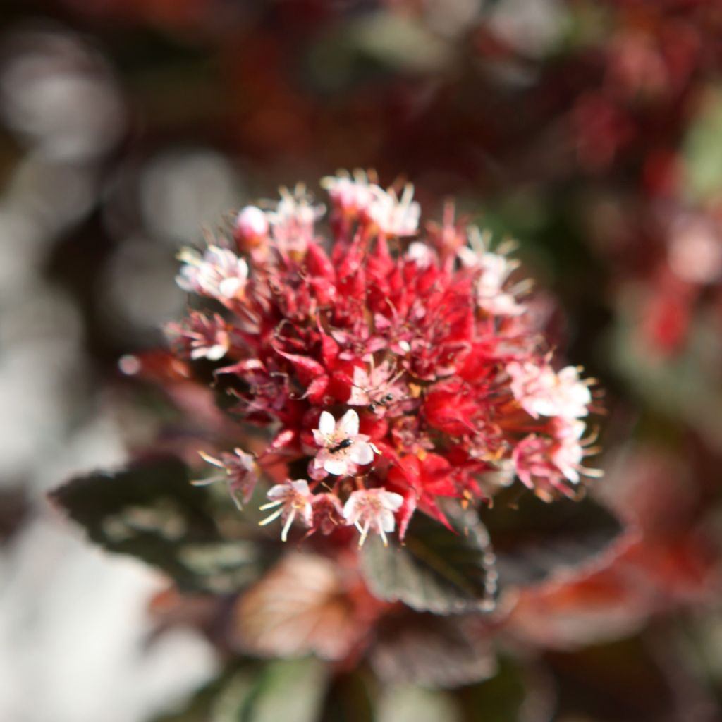 Blasenspiere Spicy Devil - Physocarpus opulifolius