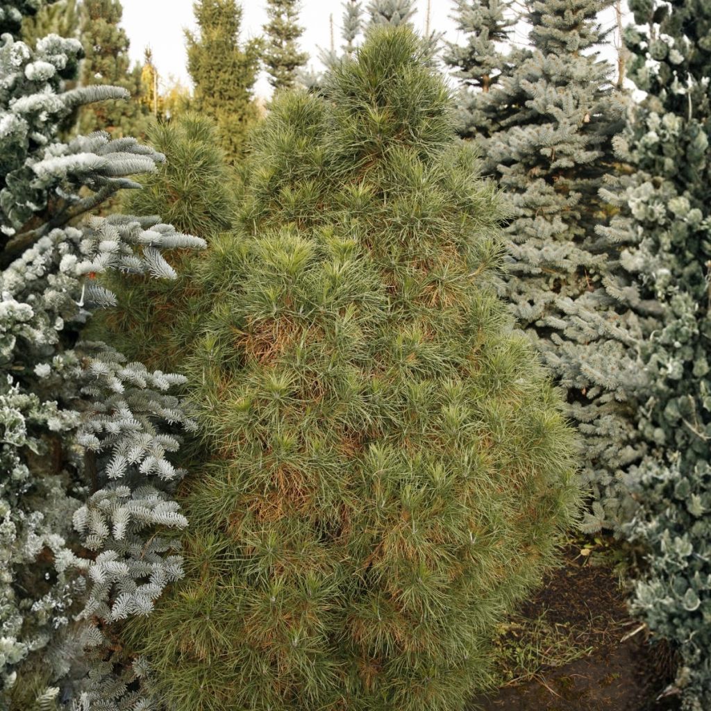 Pinus sylvestris Globosa Viridis - Wald-Kiefer