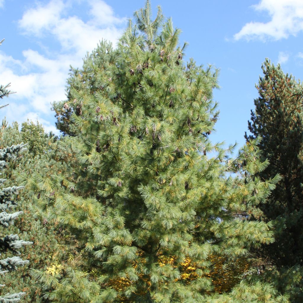 Pinus schwerinii - Zapfenkiefer