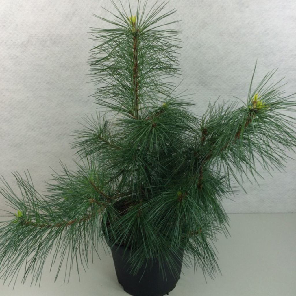 Pinus strobus Wendy - Weymouths-Kiefer