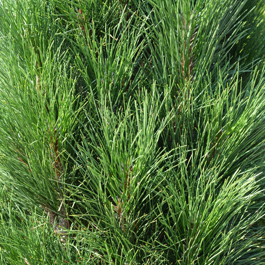 Pinus nigra Green Tower - Schwarzkiefer