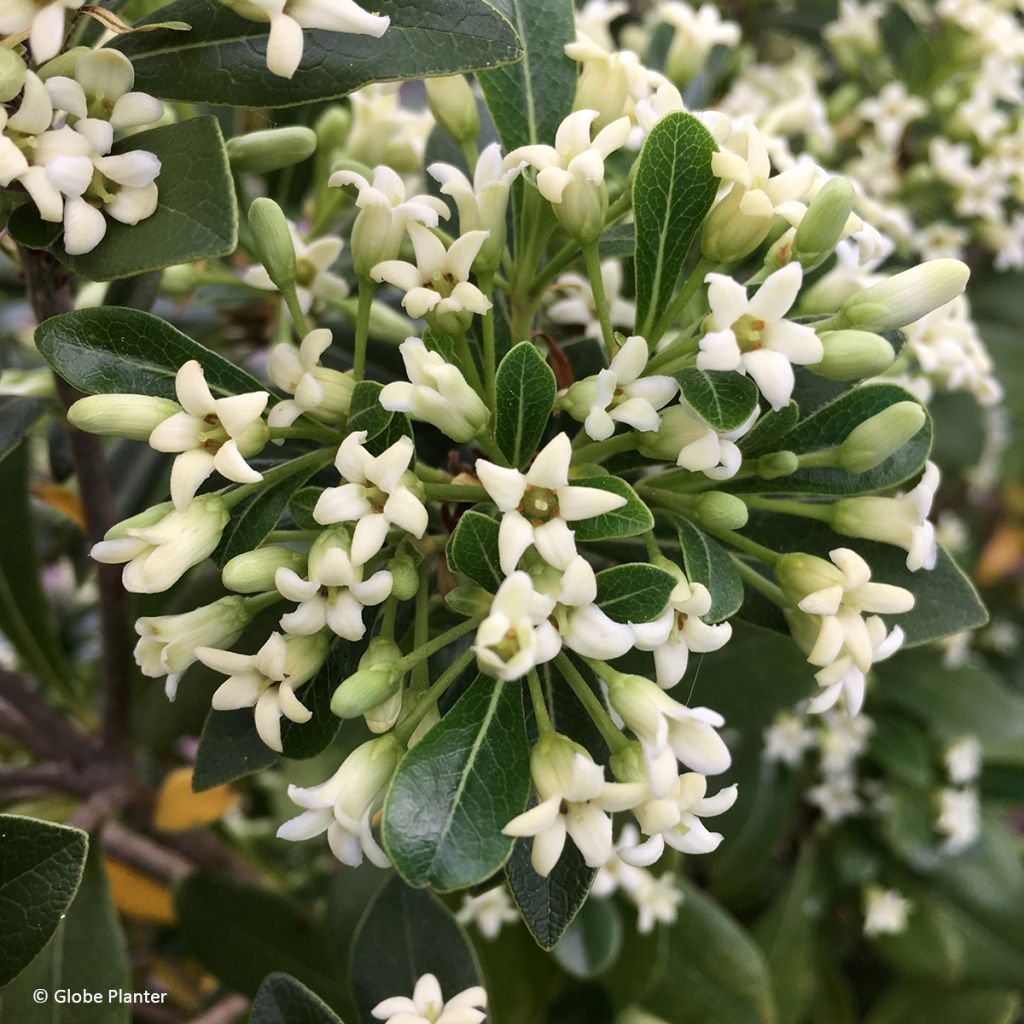 Pittosporum Green Mound - Chinesischer Klebsame