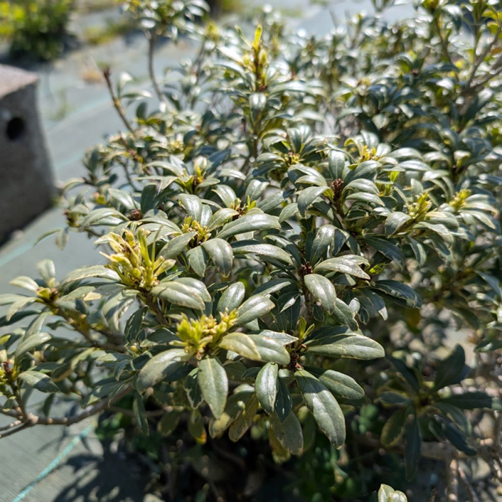 Pittosporum heterophyllum Quissac