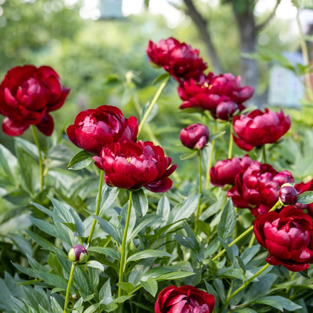 Paeonia lactiflora Buckeye Belle - Edel-Pfingstrosen