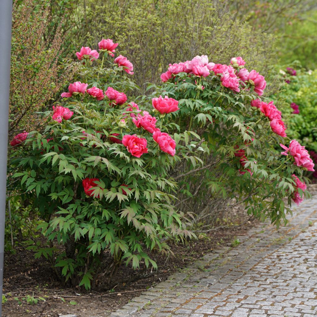 Paeonia officinalis Rubra Plena - Pfingstrose