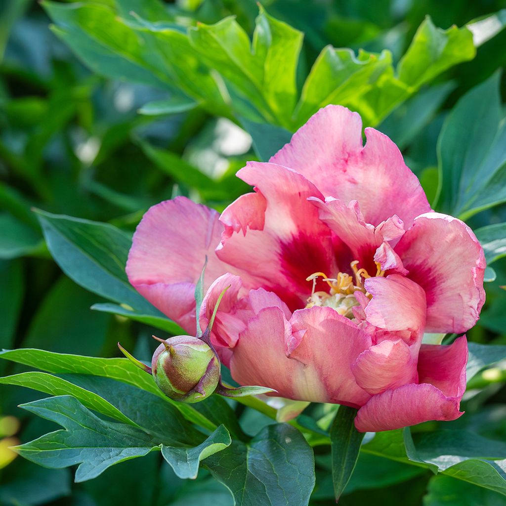 Paeonia Itoh Old Rose Dandy