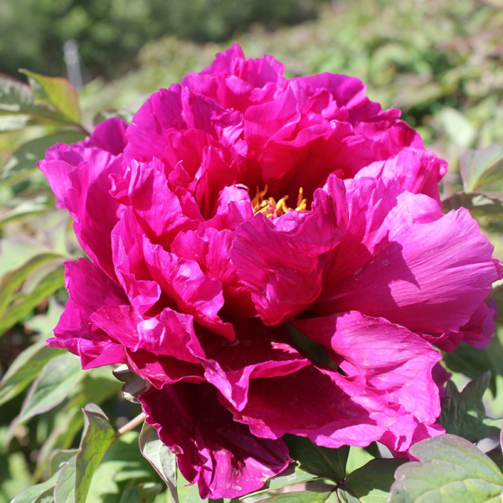 Paeonia suffruticosa Dao Da Chen (Shimadaijin, Glamour) - Strauch-Pfingstrose